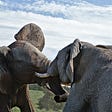Two Elephants fighting in the Savannah, describing how Grammarly and ProWritingAid disagree on my draft work. Meaning of Grammarly and ProWritingAid.