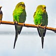 a photo of birds on a branch, three are identical budgies, one is a multicoloured song bird