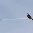 Single robin on a wire