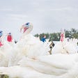Five albino turkeys looking at the color