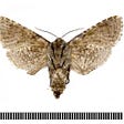 Underside of moth Chilecomadia valdiviana