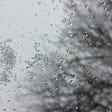 Balack and white photo of melted drops and flakes of wet snow on pane of glass, blurred outline of bare tree in background.