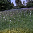 hundreds of tiny lights on stakes in a meadow at Longwood Gardens