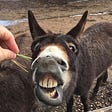 Donkey showing his teeth ready to take a bite of straw and doing noises and funny looks