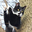 black and white cat stuck in a tree