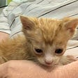 Tiny orange kitten, eyes newly opened — the real-life Baby Weasley — thanks Gretchen for capturing this photo!