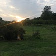 Sunset on the farm — looking at the orchard and part of the vegetable garden. Photo by me. All rights reserved. 2018