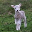 Lamb on a green field staring at the camera.