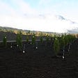Image of trees planted in rows