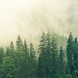 Evergreen pine trees shrouded in mist.