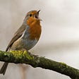 A female robin singing on a branch.