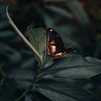 A butterfly on a leaf in lush dark woods