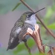 juv. male ruby-throated hummingbird on a snag