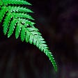 A fern leaf. Frond? Not the underside but I don’t have a lot of patience with Unsplash. The Underside of the Fern by Jim Latham (Jim’s Shorts).