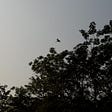 A bird soaring above the trees