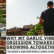 Why my Garlic vine and my obsession with it are growing altogether? by Parth Mayn