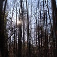 A photo of trees in the forest in the late afternoon. The trees are dark and silouhette the sun in the sky
