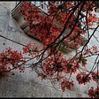 Looking up at a tree with bright red blossoms against a stone wall.