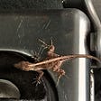 a brown lizard on top of a silver stove