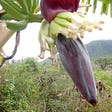 a young hand of bananas unfurling; The image is taken against a country backdrop with a mountain in the far distance