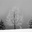 A black and white photo of hree beautiful trees, each a different species and a different height, in a snowy landscape