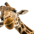 Close up image of a giraffe looking right at the camera.