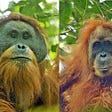 Adult Male and female orangutans