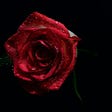a red rose with droplets of water against a black background