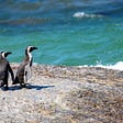 A photograph of three small penguins standing on a rock looking out over blue-green ocean.