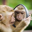 A monkey looks in the mirror viewing a creation of existance.