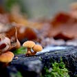 Photo of a tree stump covered in dried fallen leaves with the focus on a small pair of mushrooms.