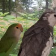 Lovebird & Cockatiel bird friends