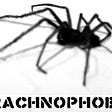 A close-up of a dead spider almost silhoutetted against a white background and the word arachnophobia in capital letters underneath