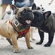 A picture of two French bulldogs on leashes. One is sniffing the other.