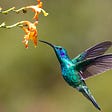 hummingbird flaps its wings and flies in the air by a flower
