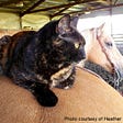 cat resting on the rump of a saddled and bridled horse