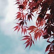 A bunch of tropical red leaves against the backdrop of the blue and white sky. Some parts of the leaves are silhouetted.