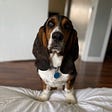 Otis, a basset hound, with his front paws up on the edge of the bed, looking into the camera.