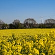 Bright yellow oil seed in a field under a blue sky