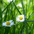 Two daisies in a tall field of grass.