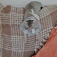 A cat wearing a medical procedure cone hangs over the edge of a couch in order to sleep comfortably.