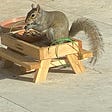 Squirrel eating nuts at picnic table.