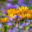 spring, yellow, purple, flowers, crocus