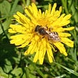 A bright yellow dandelion in a green garden. A bee feeds on the dandelion.