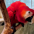 Bright red feathered male scarlet macaw playing on a tree stand in front of a window. Eyeing his owner with consideration.