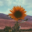 On a roadtrip in South Lebanon, I saw a charming sunflower. I couldn’t stop myself from stepping out of the car to capture it
