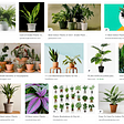 A grid of thumbnails of a Google search for the word “plants” that shows a variety of potted plants.