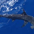 hammerhead shark in water