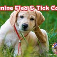 Dog flea and tick care tips, products and suggestion for boosting your dog’s health.