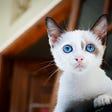 A cute white kitten with focus on something interesting.